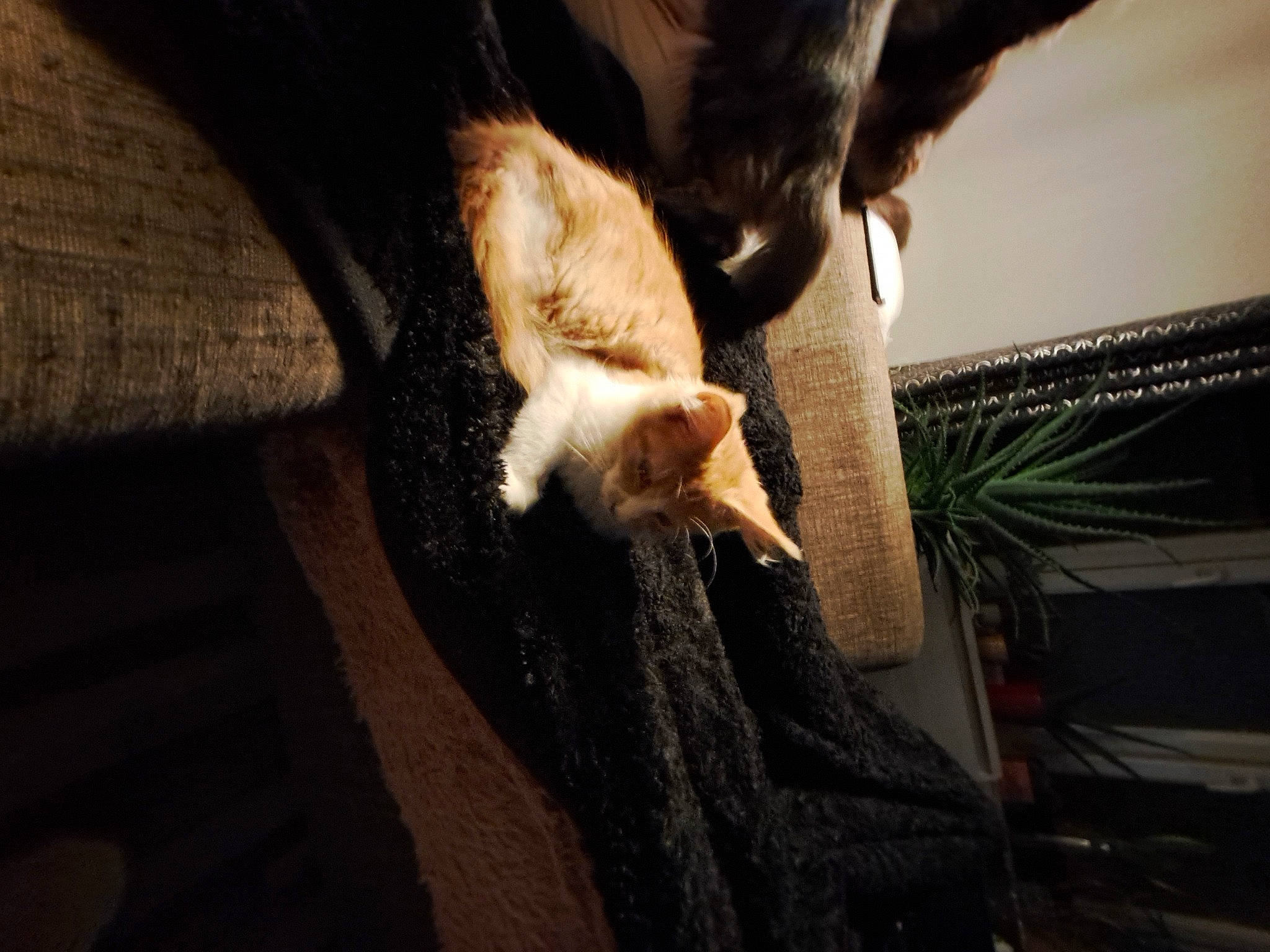 Ugoline participe au concours pour gagner de l'argent avec cette photo : canidae, carnivore, cat, claw, comfort, companion_dog, darkness, dog_breed, domestic_short_haired_cat, fawn, felidae, fur, human_leg, small_to_medium_sized_cats, snout, sporting_group, tail, tints_and_shades, whiskers, wood