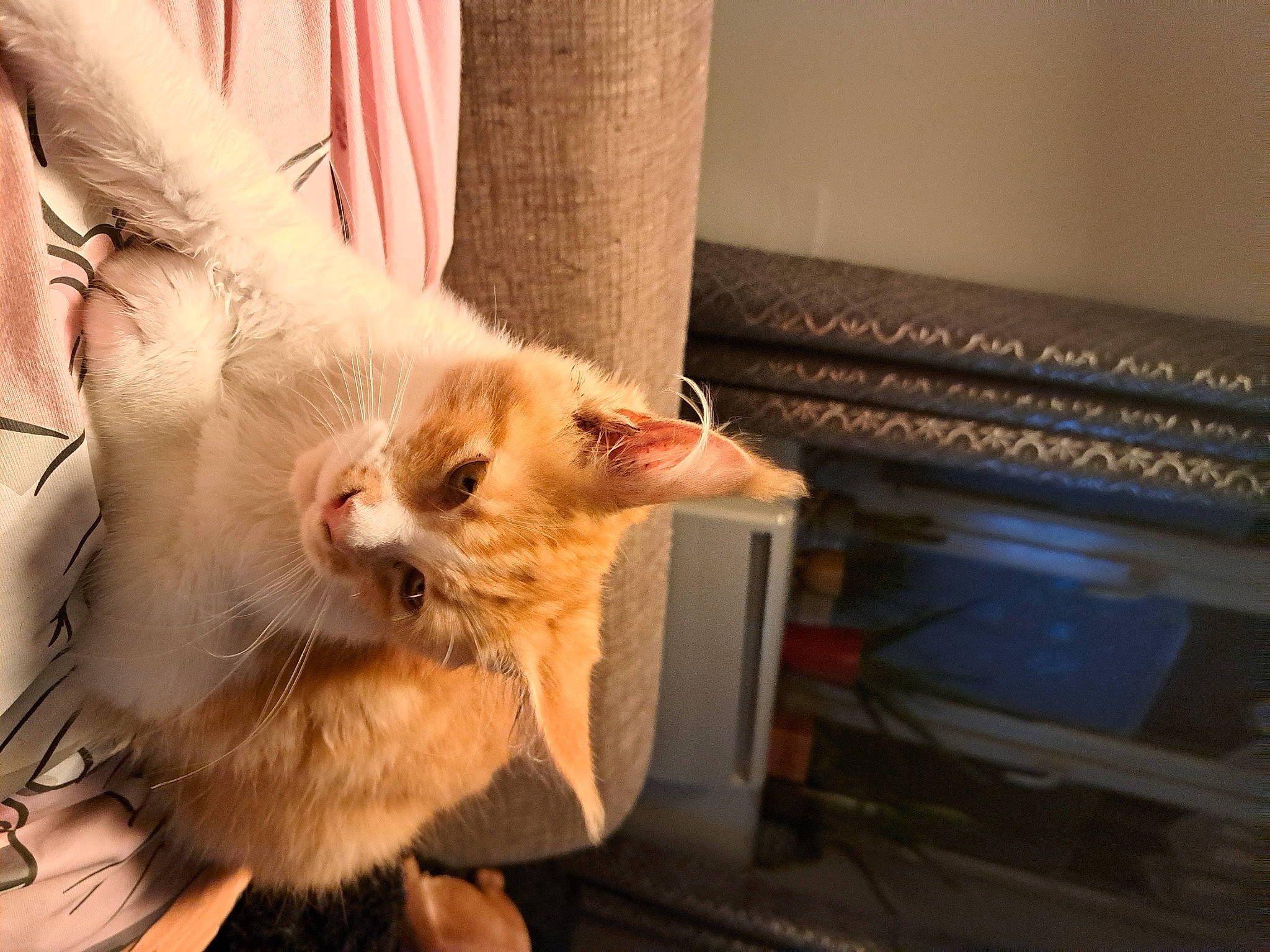 Ugoline participe au concours pour gagner de l'argent avec cette photo : abdomen, carnivore, cat, claw, comfort, domestic_short_haired_cat, fawn, felidae, fur, gesture, human_leg, paw, small_to_medium_sized_cats, snout, tail, whiskers