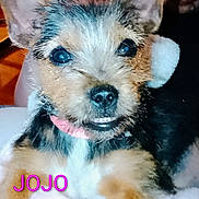Jojo is registered to the contest to win money with this photo: dog, puppy, pet, cute, collar, fur, ears, face, eyes, nose, mouth, blanket, indoor, closeup, animal, portrait, pink_text, name, date, soft