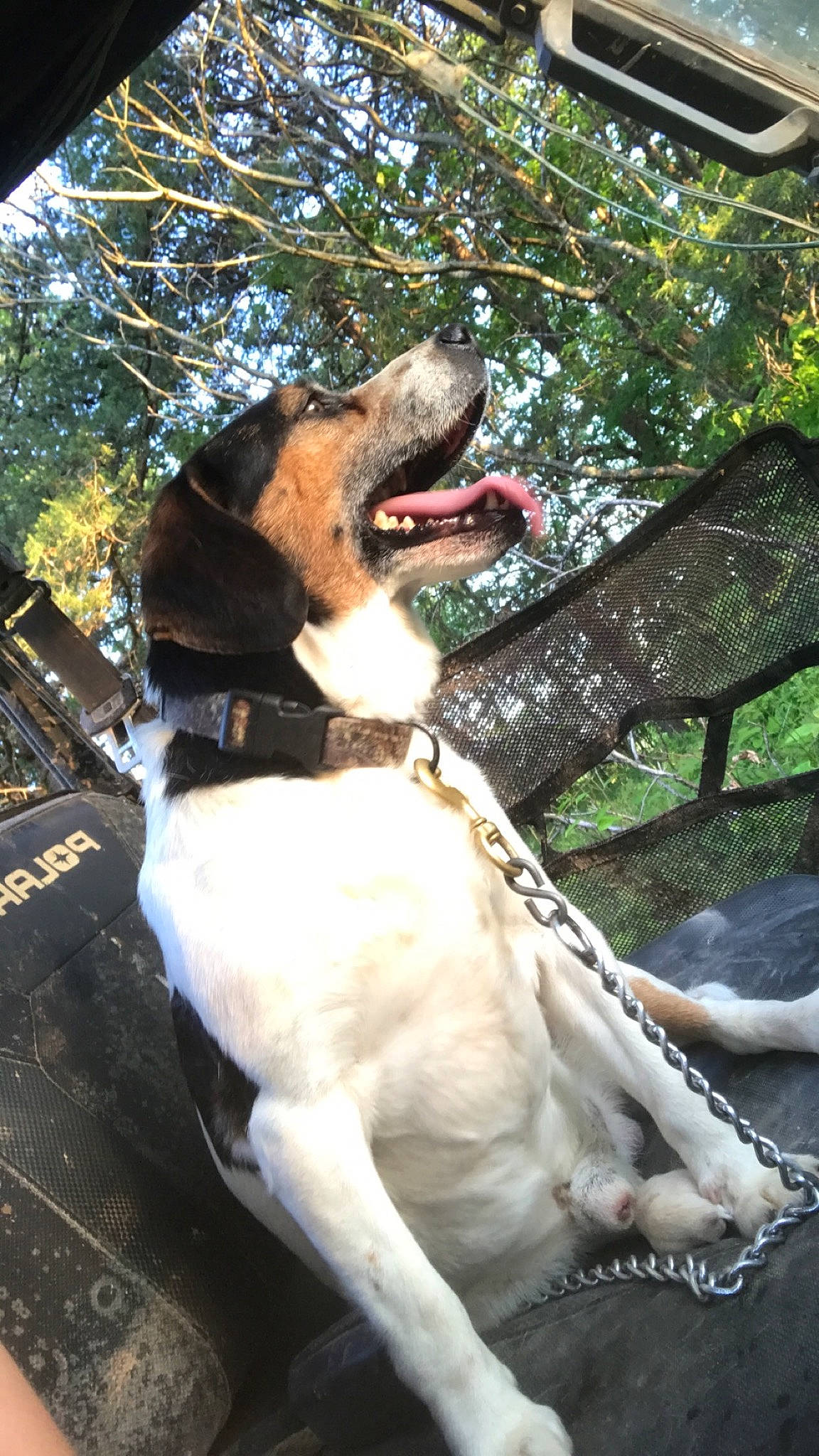 Kibbles is registered to the contest to win money with this photo: american_foxhound, canidae, carnivore, coonhound, dog, dog_breed, fawn, gascon_saintongeois, hunting_dog, mammal, snout, treeing_walker_coonhound, vertebrate