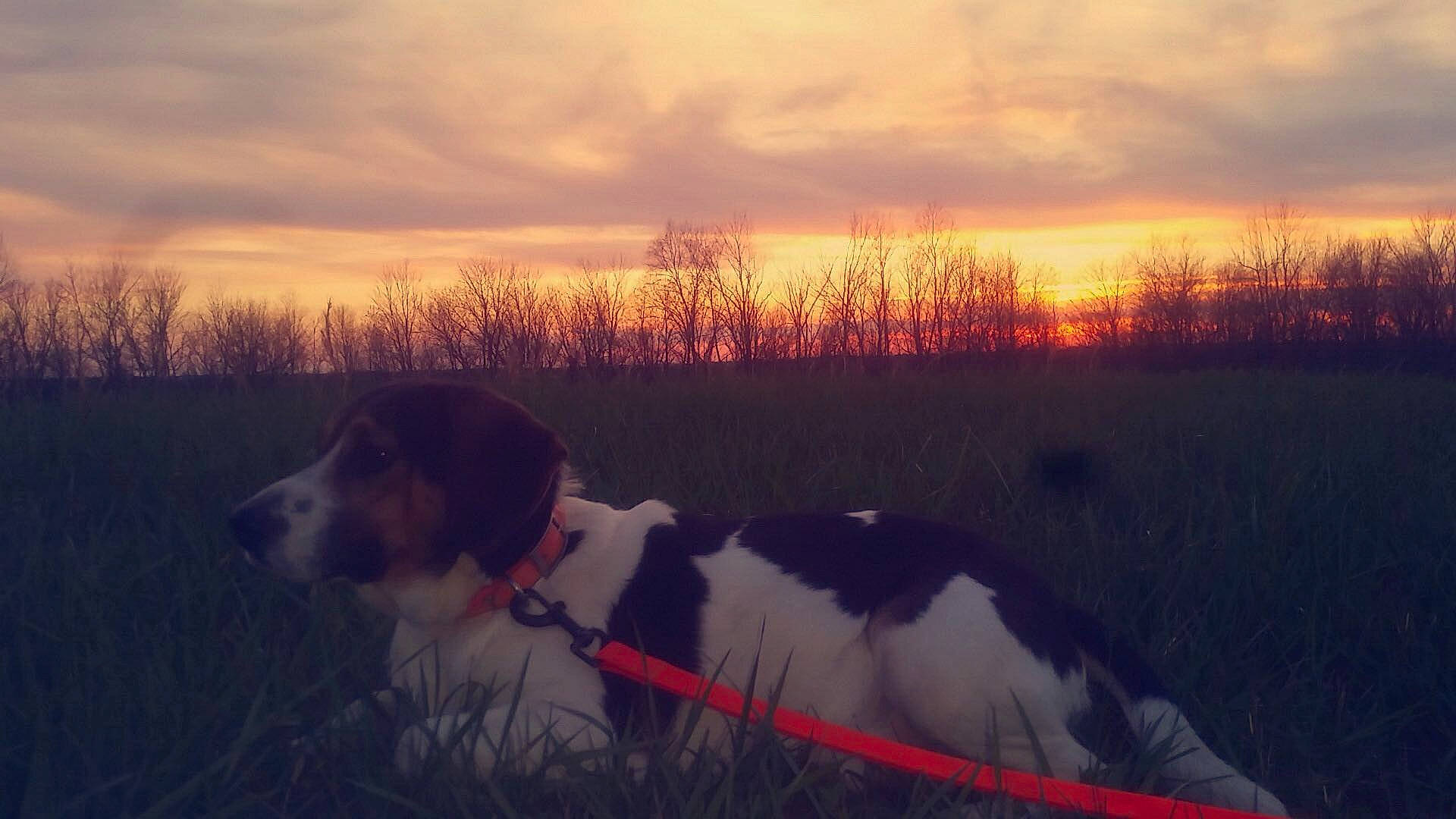 Kibbles joined the competition — help win amazing prizes! brittany, canidae, carnivore, cloud, companion_dog, dog, dog_breed, drever, halden_hound, harrier, hunting_dog, kooikerhondje, meteorological_phenomenon, morning, sky, sporting_group, winter