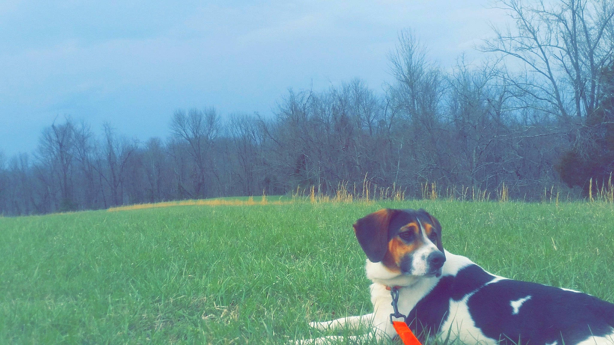 Kibbles is registered to the contest to win money with this photo: canidae, carnivore, dog, dog_breed, estonian_hound, finnish_hound, grass, halden_hound, harrier, hound, hunting_dog, mammal, serbian_tricolour_hound, sporting_group, treeing_walker_coonhound, vertebrate