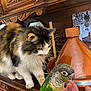 animal, bird, calico_cat, carved_wood, cat, closeup, colorful, curious, domestic_animal, feathers, furniture, green_bird, hand, indoor, interaction, parrot, person, pet, tagine_pot, wooden_cabinet