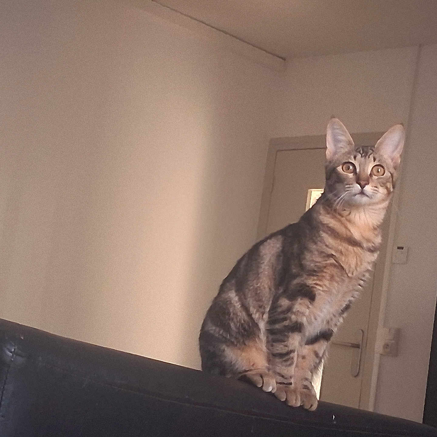 Tigresse Et Minettes participe au concours pour gagner de l'argent avec cette photo : animal, cat, curious, domestic, door, ears, eyes, fur, furniture, home, indoor, mammal, perched, pet, room, sitting, sofa, tabby, wall, whiskers