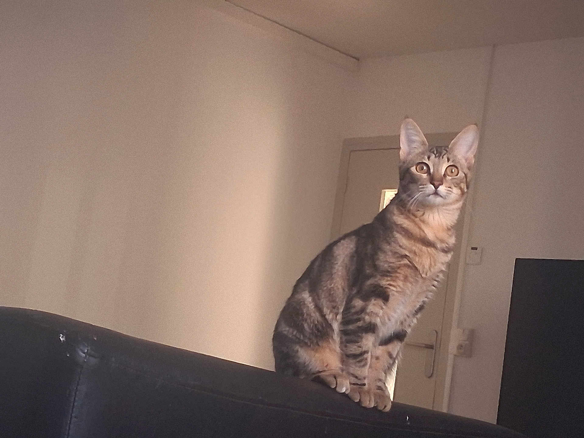 Tigresse Et Minettes participe au concours pour gagner de l'argent avec cette photo : animal, cat, curious, domestic, door, ears, eyes, fur, furniture, home, indoor, mammal, perched, pet, room, sitting, sofa, tabby, wall, whiskers