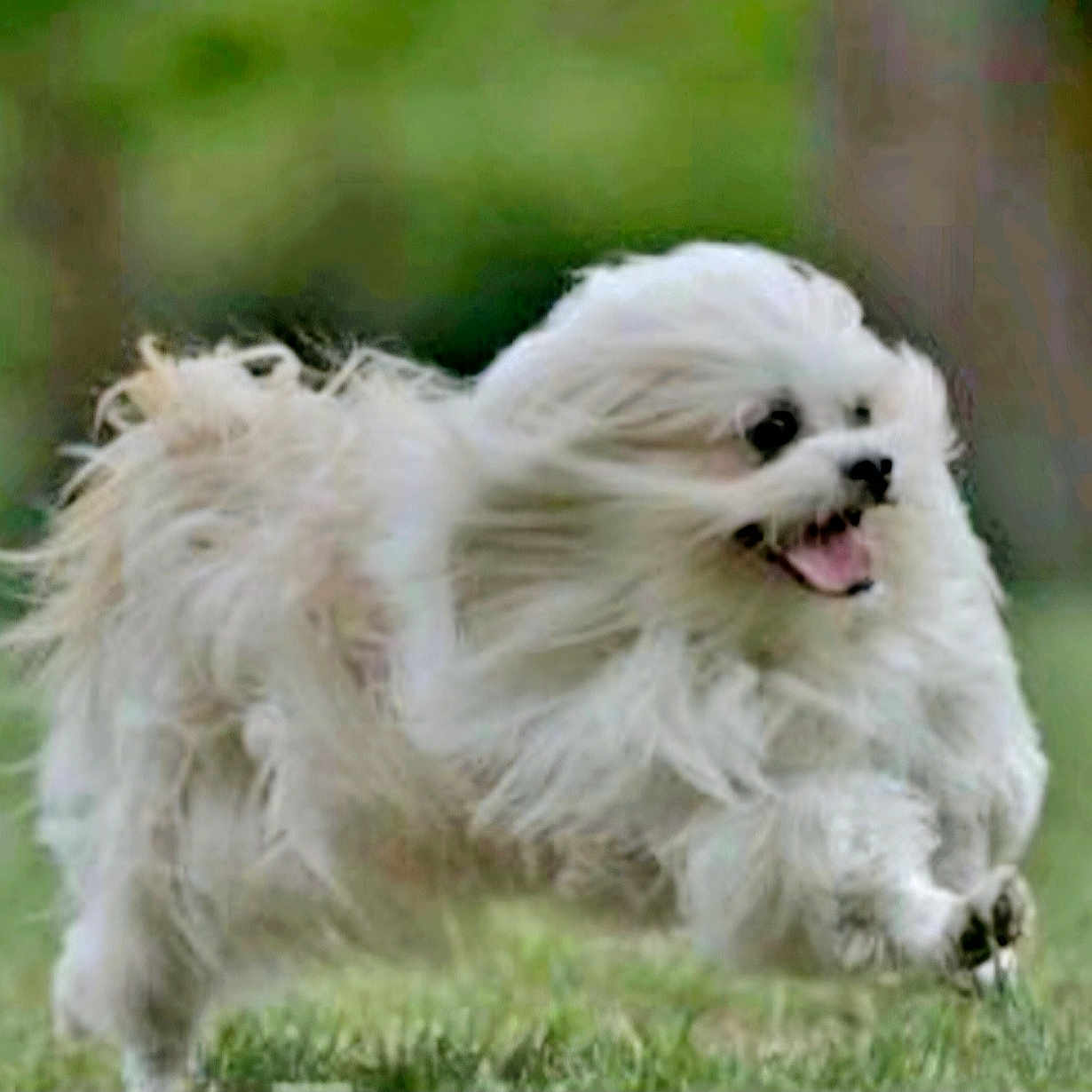 Uzuki participe au concours pour gagner de l'argent avec cette photo : action_shot, closeup, daylight, dog, fluffy, fur, grass, happy, jumping, mammal, motion_blur, outdoor, park, pet, playful, running, single_animal, small_dog, tongue_out, white_fur
