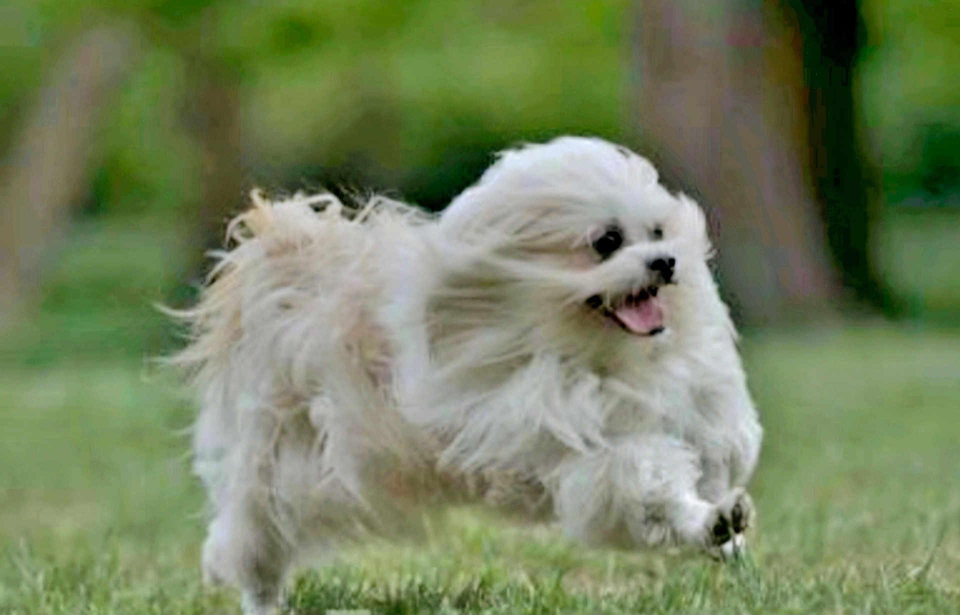 Uzuki participe au concours pour gagner de l'argent avec cette photo : dog, small_dog, white_fur, fluffy, running, action_shot, motion_blur, outdoor, grass, park, happy, tongue_out, pet, mammal, single_animal, closeup, jumping, playful, fur, daylight