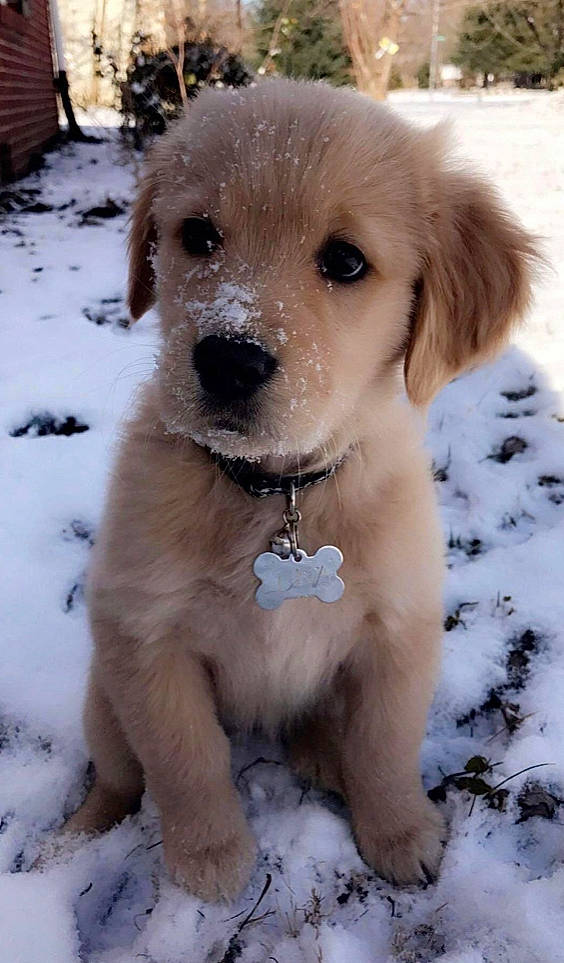 Molly joined the competition — help win amazing prizes! canidae, carnivore, companion_dog, dog, dog_breed, fawn, golden_retriever, labrador_retriever, mammal, puppy, puppy_love, rare_breed_dog, retriever, slovak_cuvac, snout, sporting_group, vertebrate