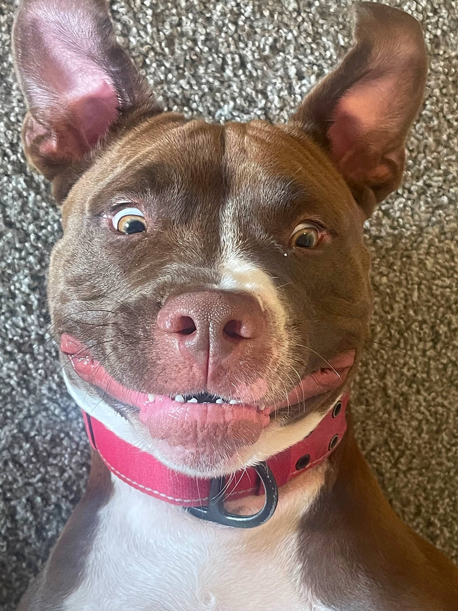 Wrigley is registered to the contest to win money with this photo: ancient_dog_breeds, canidae, carnivore, collar, companion_dog, dog, dog_breed, dog_collar, ear, fawn, fur, liver, non_sporting_group, snout, sporting_group, terrestrial_animal, whiskers, working_animal, working_dog, wrinkle