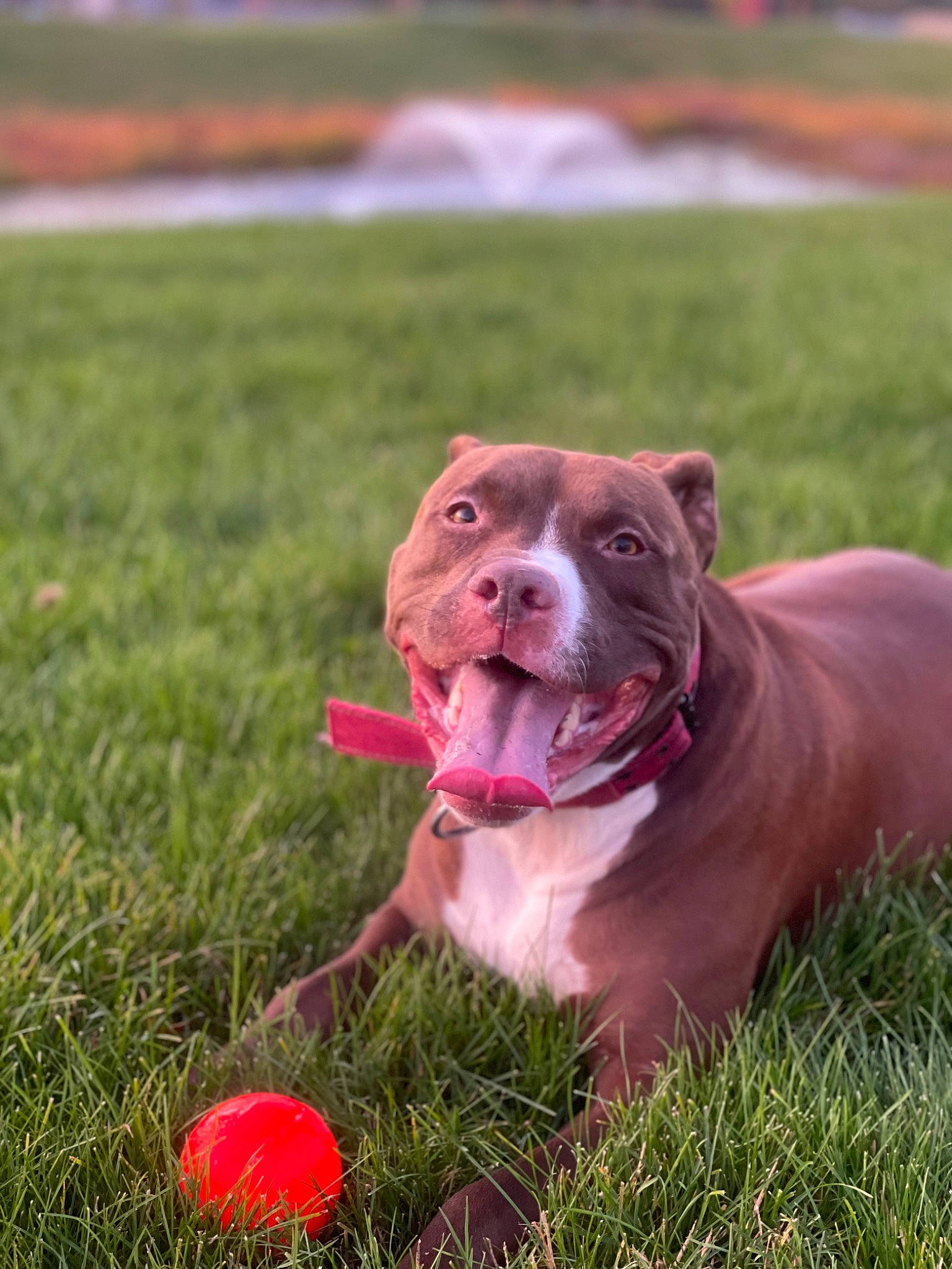 Wrigley is registered to the contest to win money with this photo: ball, carnivore, collar, companion_dog, dog, dog_breed, dog_collar, dog_supply, fawn, grass, leash, liver, plant, snout, sporting_group, sports, tennis_ball, toy, working_animal, wrinkle