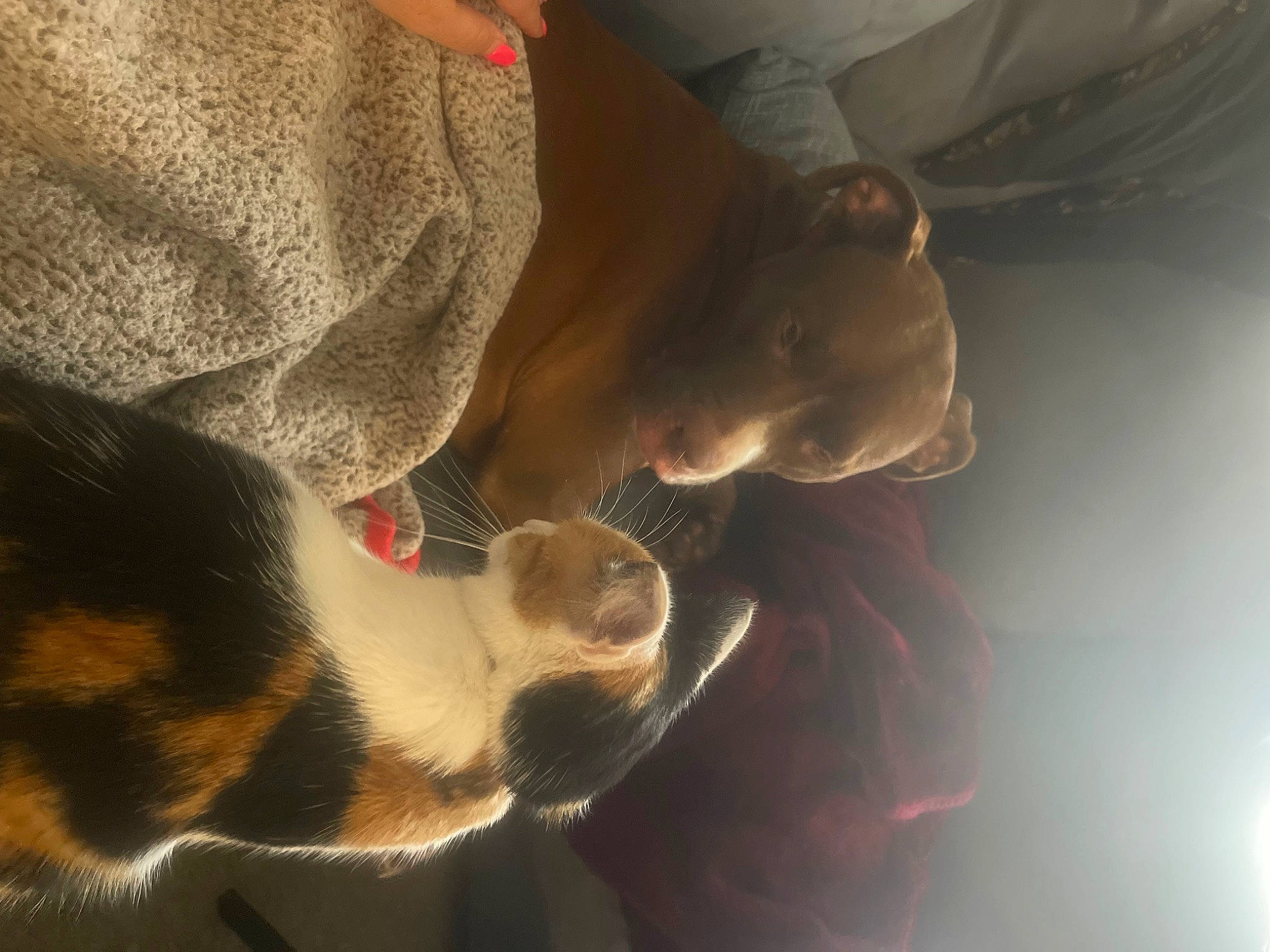 Wrigley is registered to the contest to win money with this photo: canidae, carnivore, cat, comfort, companion_dog, dog_breed, fawn, felidae, fur, human_leg, mammal, paw, plant, sky, small_to_medium_sized_cats, snout, sporting_group, tail, tree, whiskers