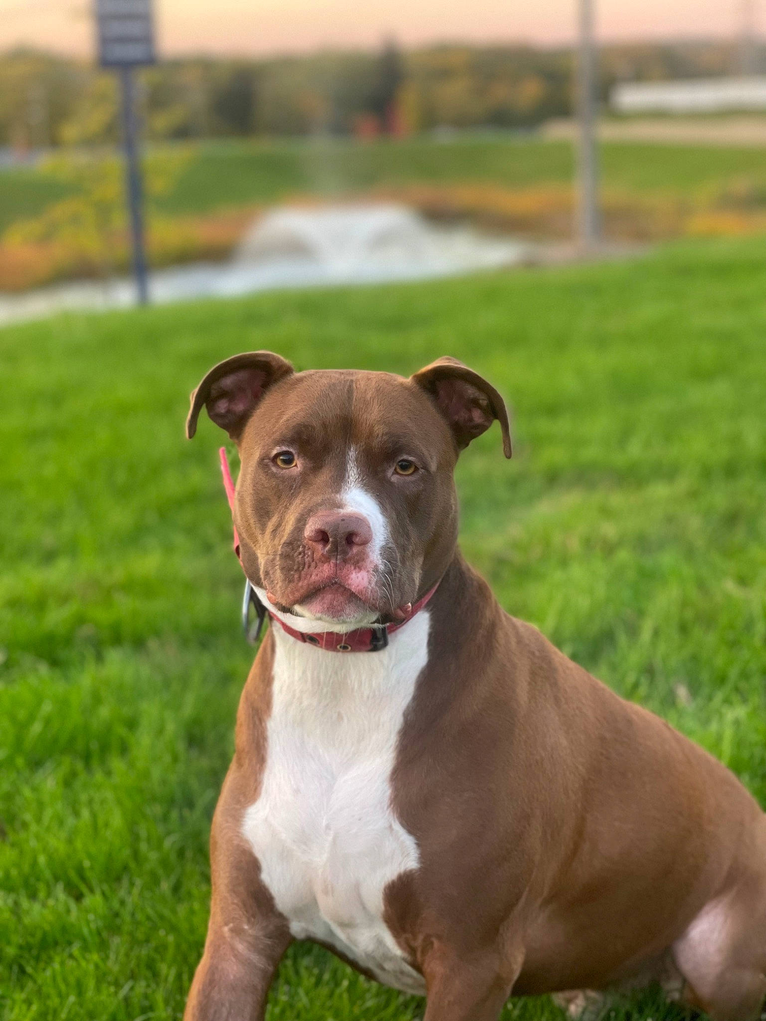 Wrigley is registered to the contest to win money with this photo: ancient_dog_breeds, canidae, carnivore, collar, companion_dog, dog, dog_breed, dog_collar, fawn, grass, hunting_dog, liver, molosser, non_sporting_group, plant, sporting_group, water, whiskers, working_animal, working_dog