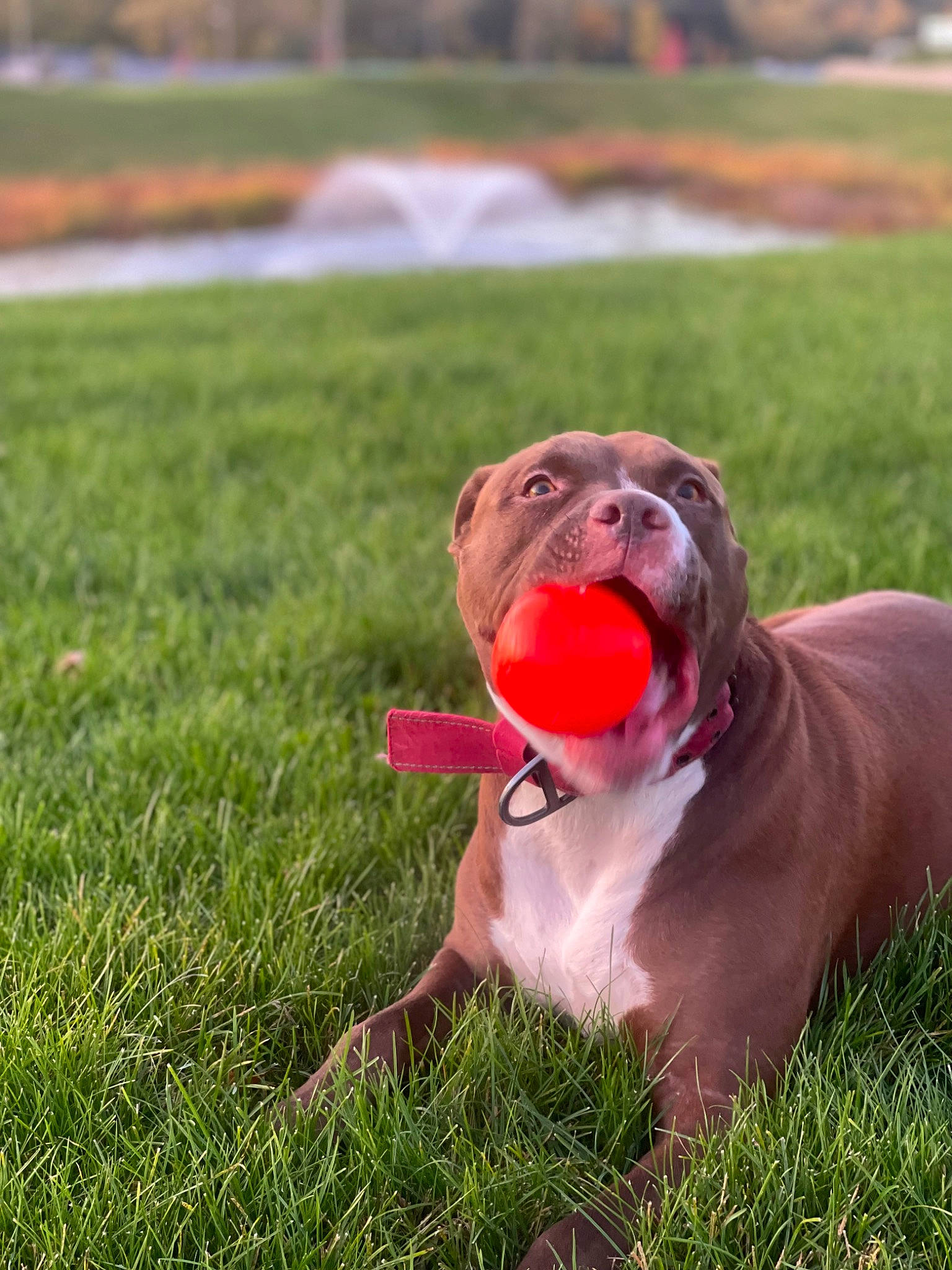 Wrigley is registered to the contest to win money with this photo: ball, carnivore, collar, companion_dog, dog, dog_breed, dog_collar, dog_sports, fawn, grass, grassland, liver, plant, snout, sports_equipment, sports_toy, tail, toy, water, working_animal
