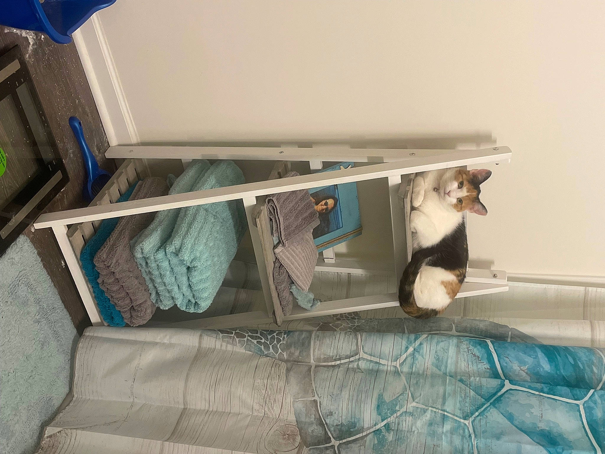 Rainy is registered to the contest to win money with this photo: auto_part, automotive_exterior, car, carnivore, cat, comfort, family_car, felidae, flooring, fur, linens, luxury_vehicle, personal_luxury_car, room, small_to_medium_sized_cats, vehicle, vehicle_door, wood