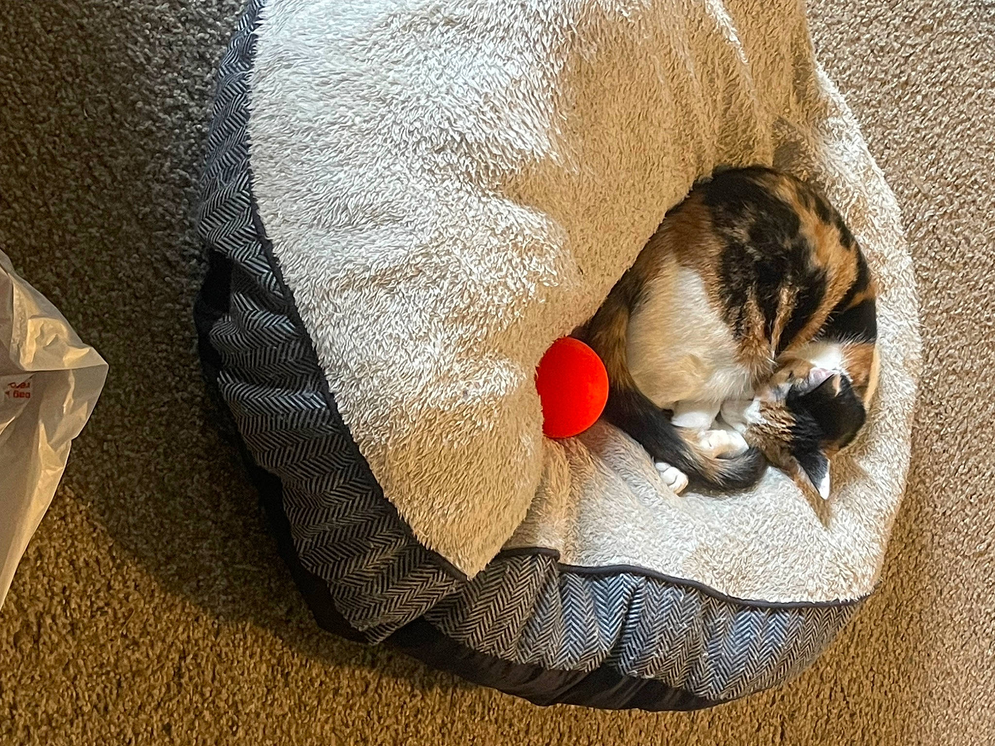 Rainy is registered to the contest to win money with this photo: carnivore, cat, cat_supply, claw, comfort, dog_breed, dog_supply, domestic_short_haired_cat, fawn, felidae, fur, grey, linens, paw, pet_supply, small_to_medium_sized_cats, sporting_group, tail, whiskers, wood