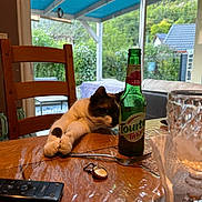 Nougatine a rejoint le concours — aidez-le/la à gagner de superbes lots ! bottle, cap, cat, curious, daylight, fork, furniture, garden, glass, green_bottle, house, indoor, napkin, paws, plants, remote_control, stretching, table, window, wooden_chair