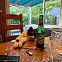 bottle, cap, cat, curious, daylight, fork, furniture, garden, glass, green_bottle, house, indoor, napkin, paws, plants, remote_control, stretching, table, window, wooden_chair