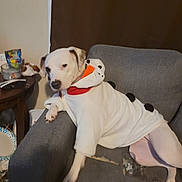Lily joined the competition — help win amazing prizes! animal, armchair, canine, casual, costume, cozy, cute, dog, domestic_animal, furniture, hoodie, indoor, living_room, olaf, patch, pet, relaxed, resting, wearing_clothes, white_dog