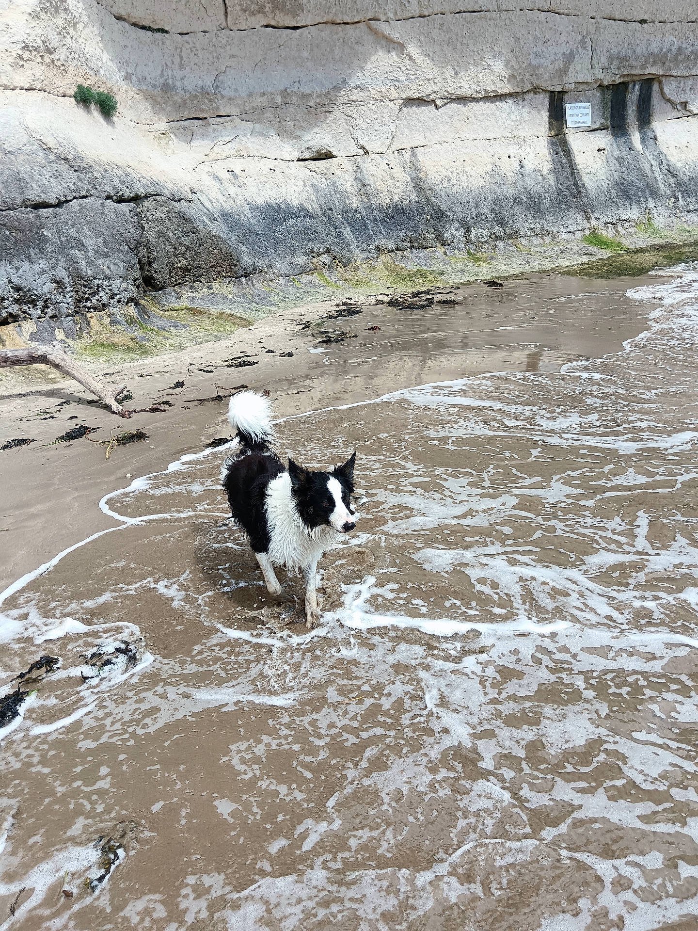 Looki a rejoint le concours — aidez-le/la à gagner de superbes lots ! animal, beach, bird, canine, coast, cockerspaniel, collie, dog, nature, outdoors, papillon, pet, puppy, rock, sea, seawaves, shoreline, slate, terrier, water
