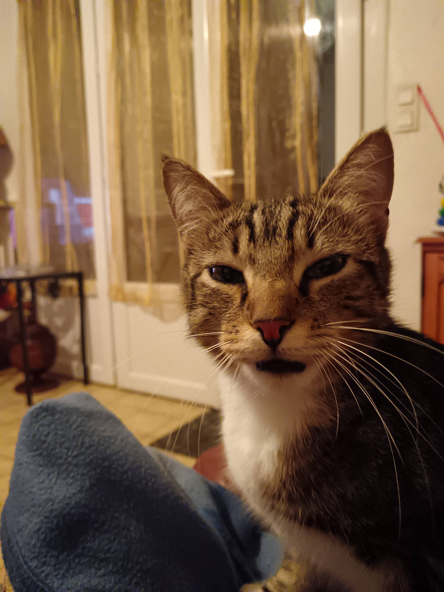 Fly a rejoint le concours — aidez-le/la à gagner de superbes lots ! abyssinian, animal, architecture, armchair, building, cat, chair, couch, furniture, hardwood, indoors, kitten, livingroom, manx, pet, plywood, room, shelf, siamese, wood