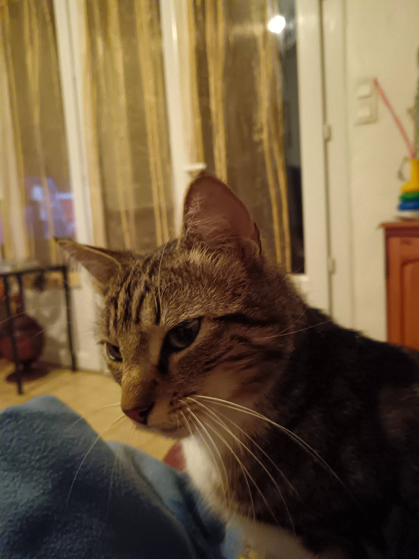 Fly participe au concours pour gagner de l'argent avec cette photo : abyssinian, animal, architecture, bookcase, building, cat, closet, couch, cupboard, furniture, hardwood, indoors, kitten, livingroom, manx, pet, plywood, room, shelf, wood