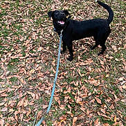 Luna joined the competition — help win amazing prizes! animal, autumn, black_dog, canine, collar, daytime, dog, dry_leaves, excited, fall, grass, ground, happy, leash, nature, outdoor, pet, playful, tail, walking