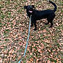 animal, autumn, black_dog, canine, collar, daytime, dog, dry_leaves, excited, fall, grass, ground, happy, leash, nature, outdoor, pet, playful, tail, walking