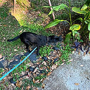 Luna is registered to the contest to win money with this photo: dog, black_dog, leash, outdoor, plants, greenery, concrete_path, fallen_leaves, sunlight, shadow, nature, sniffing, collar, grass, garden, bushes, sidewalk, daylight, pet, curious