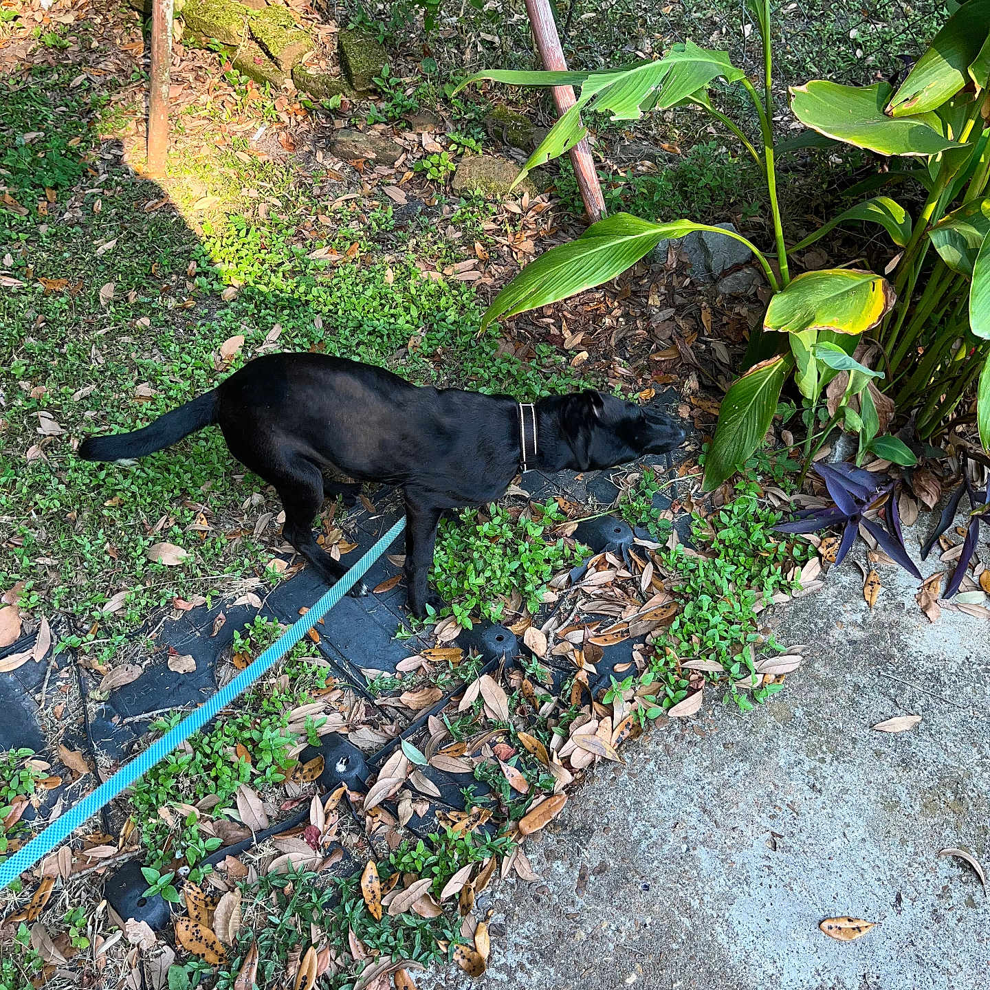 Luna is registered to the contest to win money with this photo: black_dog, bushes, collar, concrete_path, curious, daylight, dog, fallen_leaves, garden, grass, greenery, leash, nature, outdoor, pet, plants, shadow, sidewalk, sniffing, sunlight