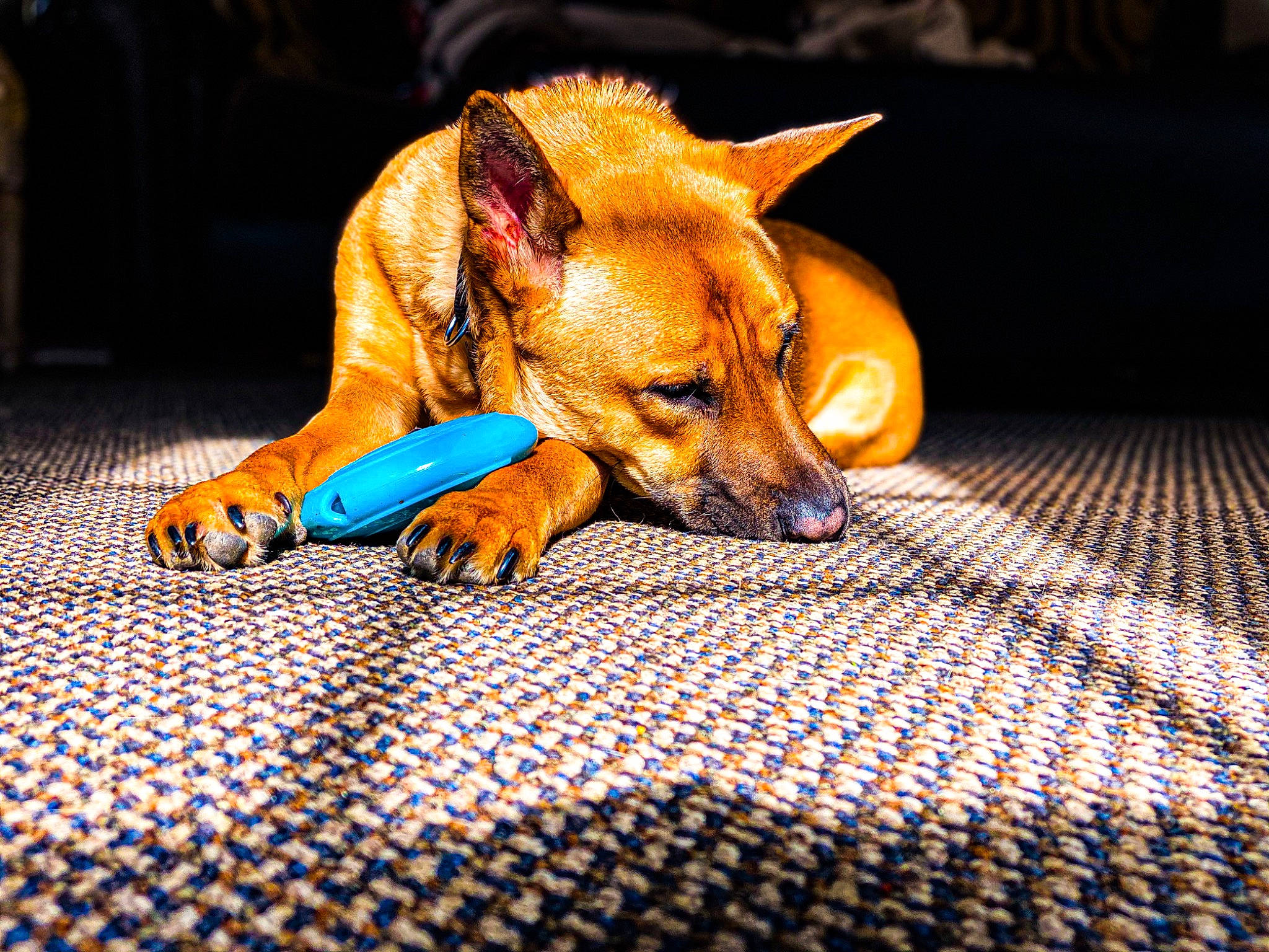 Stitch is registered to the contest to win money with this photo: canidae, carnivore, carolina_dog, companion_dog, dog, dog_breed, fawn, flooring, mammal, pariah_dog, puppy, snout, sporting_group, vertebrate, whiskers