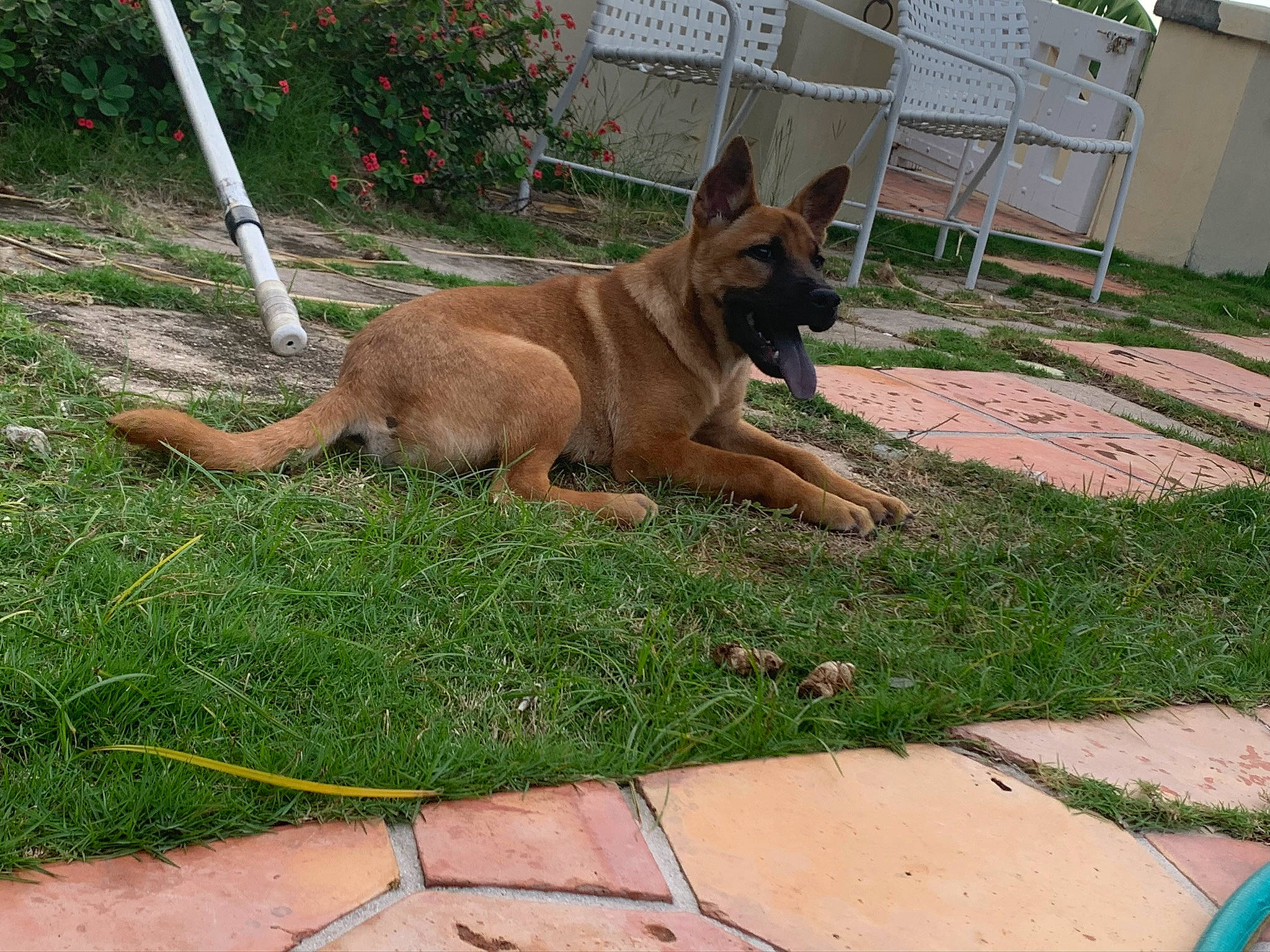 Stitch joined the competition — help win amazing prizes! belgian_shepherd, belgian_shepherd_malinois, canidae, carnivore, dog, dog_breed, east_european_shepherd, fawn, german_shepherd_dog, grass, king_shepherd, kunming_wolfdog, mammal, old_german_shepherd_dog, vertebrate, working_dog