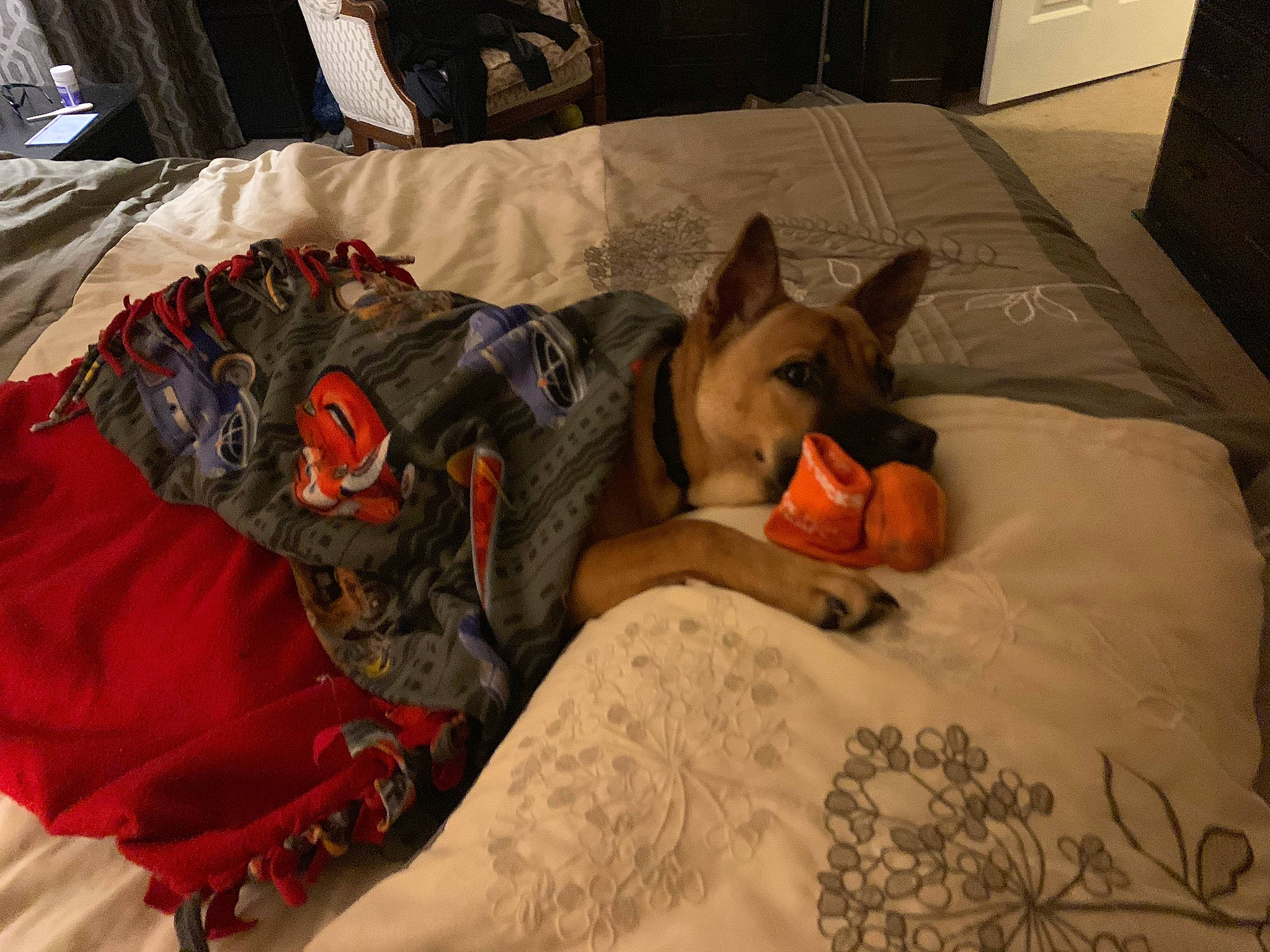 Stitch is registered to the contest to win money with this photo: bed, bed_sheet, canidae, carnivore, comfort, dog, dog_breed, fawn, furniture, nap, room, snout, wolfdog