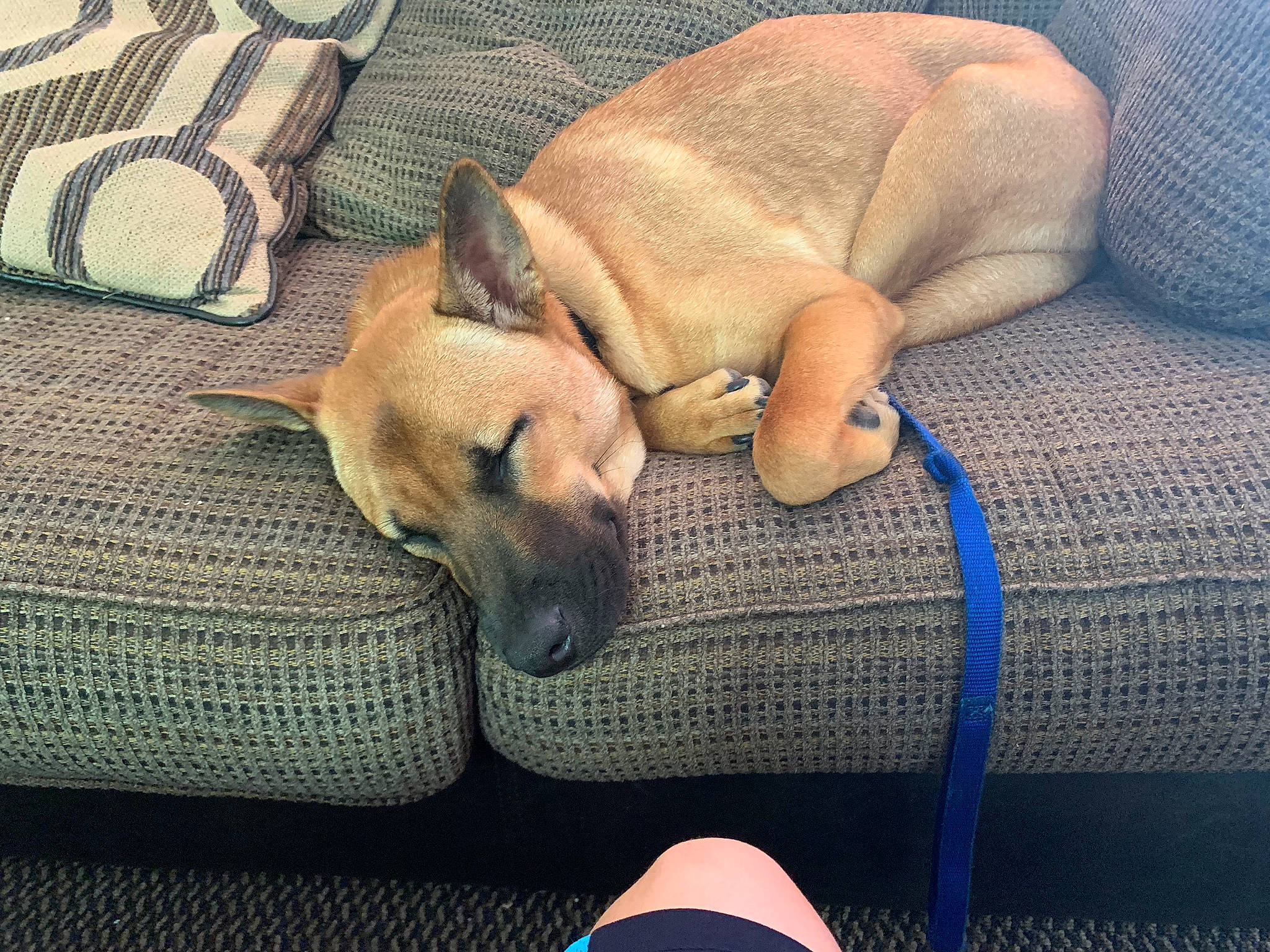 Stitch joined the competition — help win amazing prizes! black_mouth_cur, canidae, carnivore, carolina_dog, chinook, comfort, dog, dog_breed, fawn, furniture, great_dane, mammal, nap, non_sporting_group, paw, puppy, rhodesian_ridgeback, sleep, snout, whippet