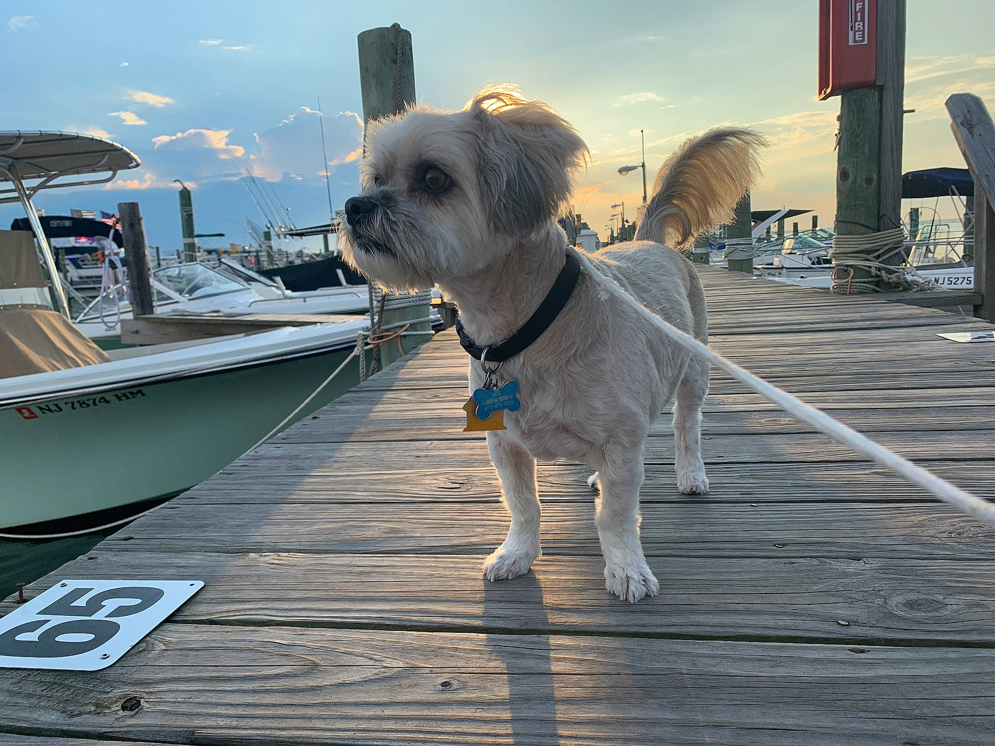 Dexter joined the competition — help win amazing prizes! boat, canidae, carnivore, companion_dog, dock, dog, dog_breed, fawn, leash, lifejacket, morkie, sky, snout, sporting_group, toy_dog, vacation, vehicle, walkway