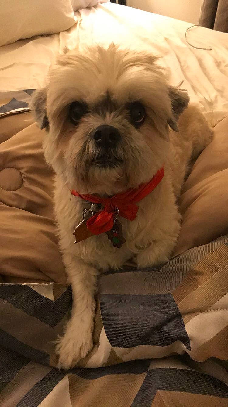 Dexter is registered to the contest to win money with this photo: canidae, carnivore, chinese_imperial_dog, companion_dog, dog, dog_breed, lhasa_apso, maltepoo, maltese, mammal, morkie, pekapoo, puppy, rare_breed_dog, schnoodle, shih_tzu, snout, sporting_group, toy_dog, vertebrate