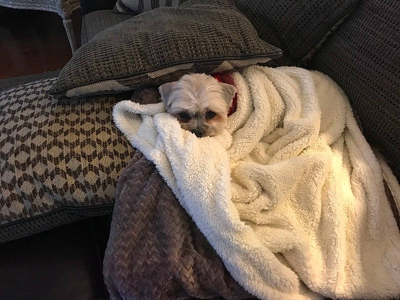 Dexter is registered to the contest to win money with this photo: blanket, canidae, carnivore, companion_dog, dog, dog_breed, fawn, linens, nap, pug, puppy, snout, toy_dog