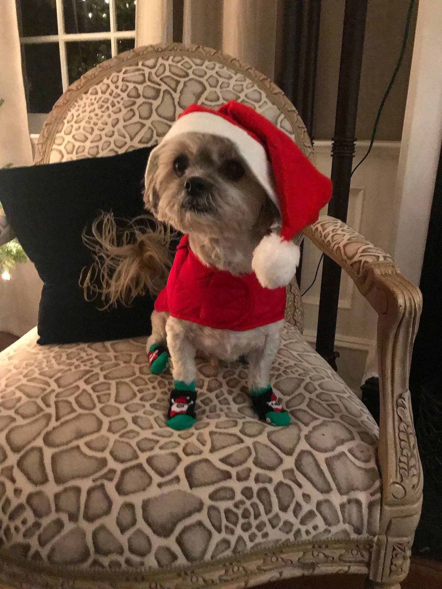 Dexter is registered to the contest to win money with this photo: canidae, carnivore, christmas, companion_dog, dog, dog_bed, dog_breed, dog_clothes, fawn, lhasa_apso, mammal, non_sporting_group, pug, puppy, shih_tzu, toy_dog