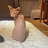 animal, bed, books, cat, chair, cozy, domestic, draped_cloth, feline, floor, indoor, looking_back, mirror, pet, room, sphynx_cat, warm_lighting, white_bedspread, wooden_floor, wooden_shelf