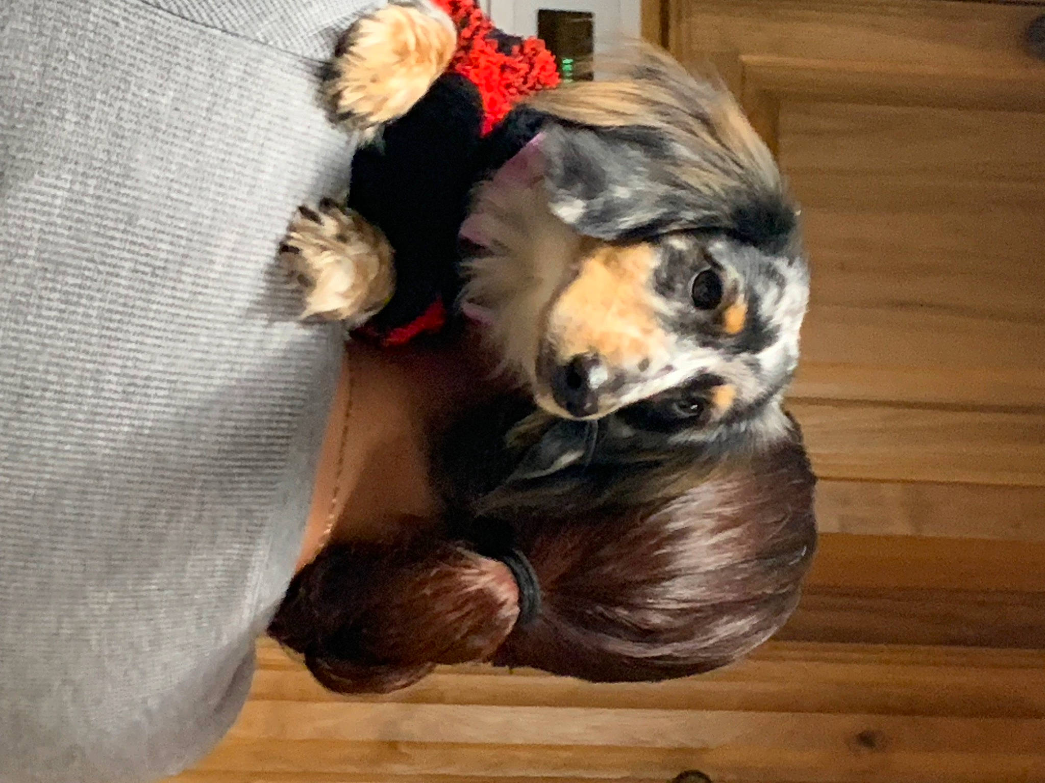 Ceecee is registered to the contest to win money with this photo: canidae, carnivore, comfort, companion_dog, dog, dog_breed, fawn, felidae, fur, hardwood, hat, liver, paw, small_terrier, snout, sporting_group, tail, toy_dog, wood, working_animal