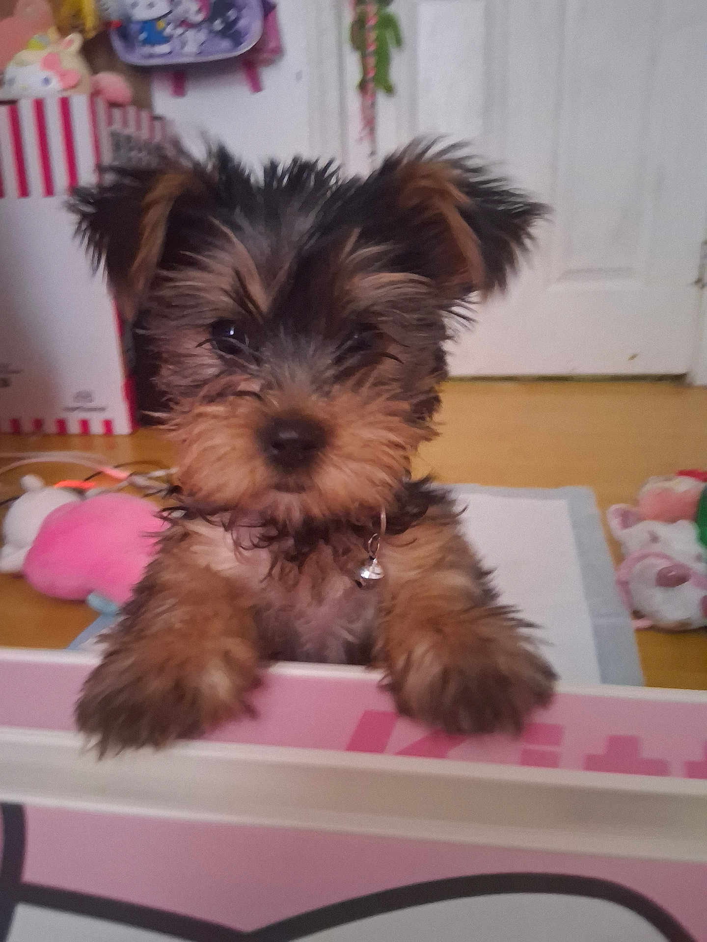 Nova joined the competition — help win amazing prizes! puppy, dog, pet, indoor, cute, fur, animal, toys, floor, door, collar, curious, small, brown, black, young, home, playful, cozy, closeup
