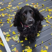 Paddie a rejoint le concours — aidez-le/la à gagner de superbes lots ! dog, black_dog, autumn, leaves, wet_deck, outdoor, pet, canine, fall, nature, curious, sitting, looking_up, fur, collar, ears, background, season, wooden_floor, animal