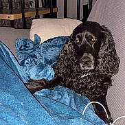 Paddie participe au concours pour gagner de l'argent avec cette photo : animal, black_dog, blanket, blue_blanket, calm, couch, cozy, curly_fur, dog, fur, furniture, home, indoor, looking_at_camera, night, pet, relaxing, resting, stairs, wooden_stairs