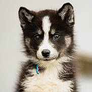 Simba a rejoint le concours — aidez-le/la à gagner de superbes lots ! animal, canine, cat, collie, dog, eskimodog, husky, kitten, pet, puppy, snout, whitedog