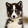 animal, canine, cat, collie, dog, eskimodog, husky, kitten, pet, puppy, snout, whitedog