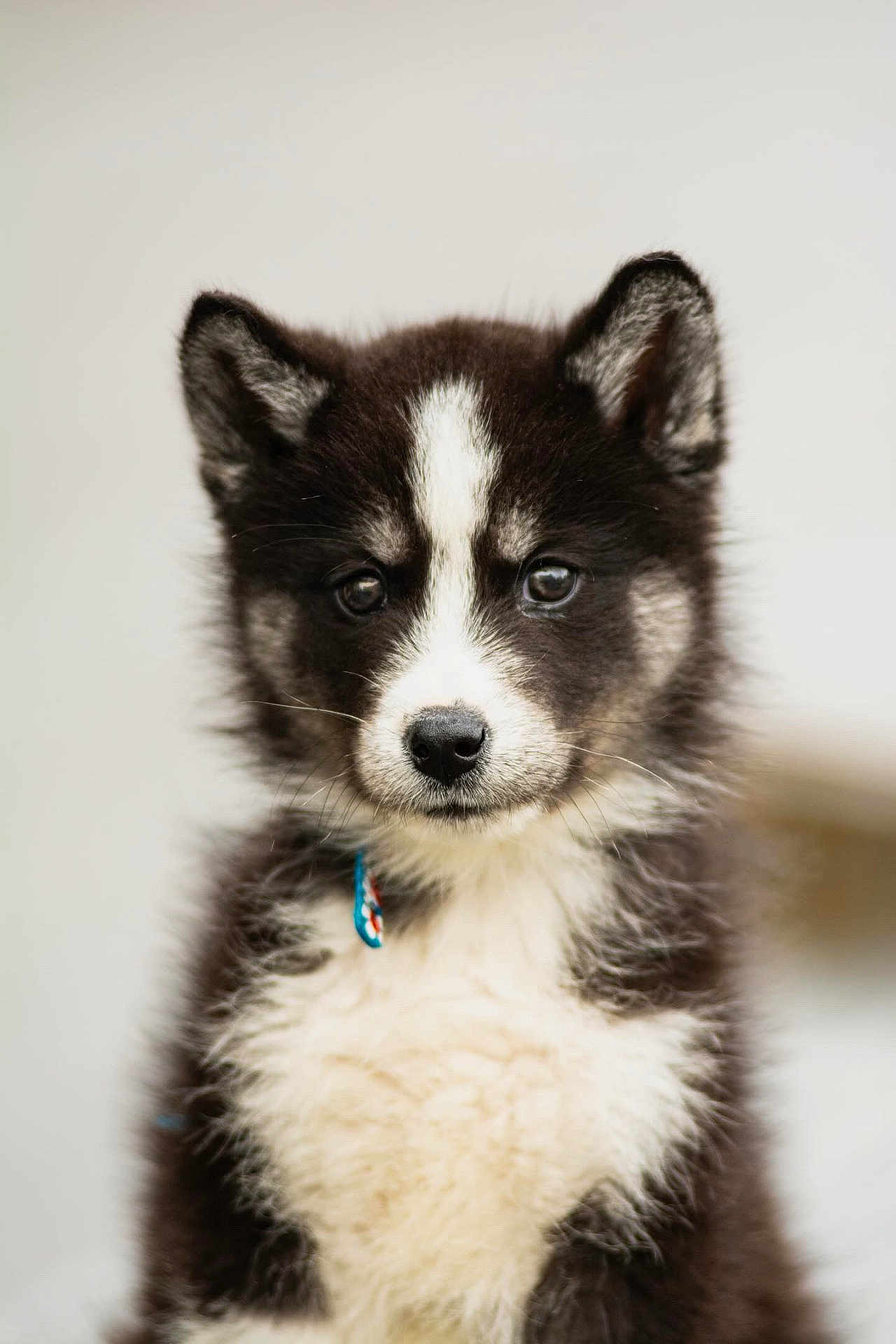 Simba a rejoint le concours — aidez-le/la à gagner de superbes lots ! animal, canine, cat, collie, dog, eskimodog, husky, kitten, pet, puppy, snout, whitedog
