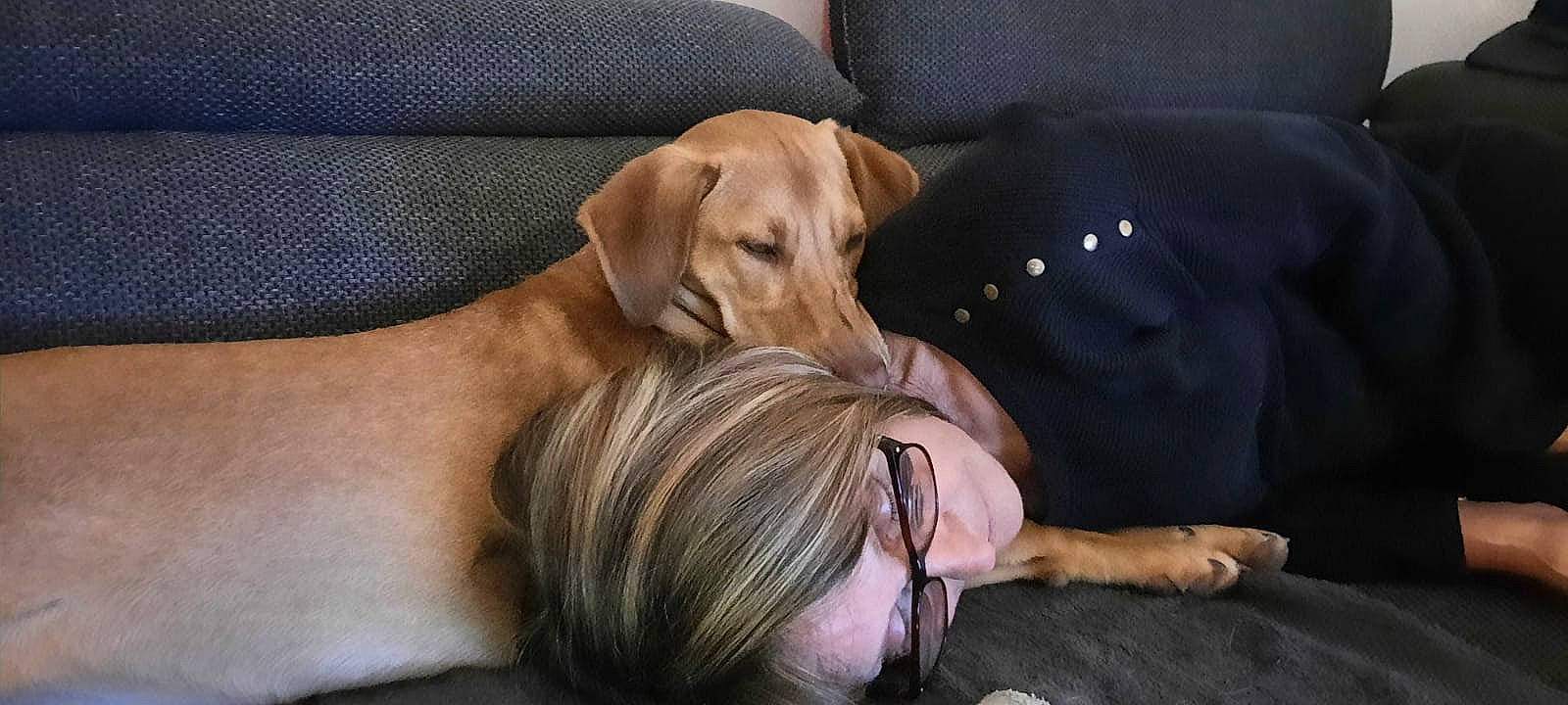 Sally participe au concours pour gagner de l'argent avec cette photo : canidae, carnivore, comfort, companion_dog, dog, dog_breed, dog_collar, fashion_accessory, fawn, fur, gesture, guard_dog, happy, human_leg, jewellery, sitting, sporting_group, sunglasses, working_animal, wrist