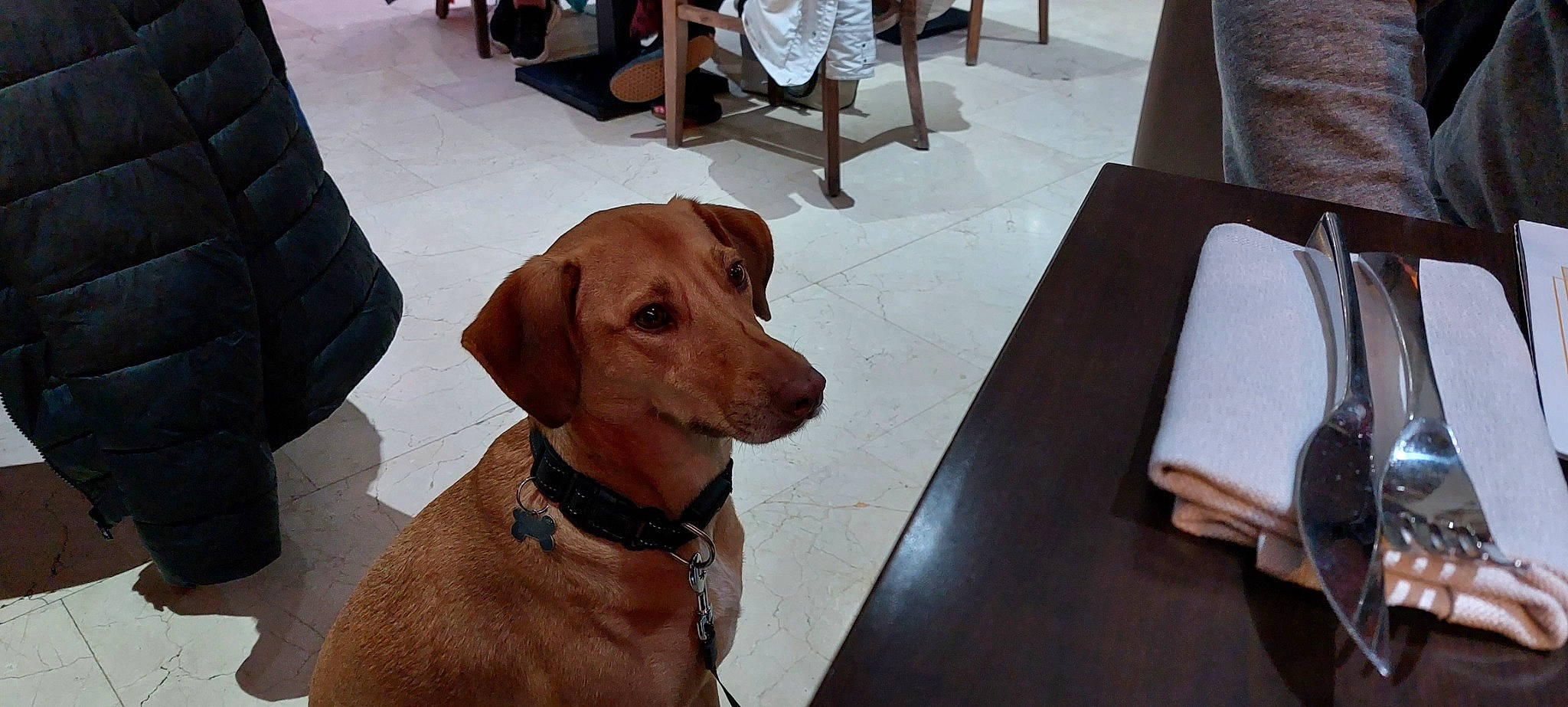 Sally participe au concours pour gagner de l'argent avec cette photo : carnivore, chair, collar, companion_dog, dog, dog_breed, dog_collar, dog_supply, fawn, flooring, hardwood, leash, liver, pet_supply, snout, sporting_group, varnish, whiskers, wood, working_animal