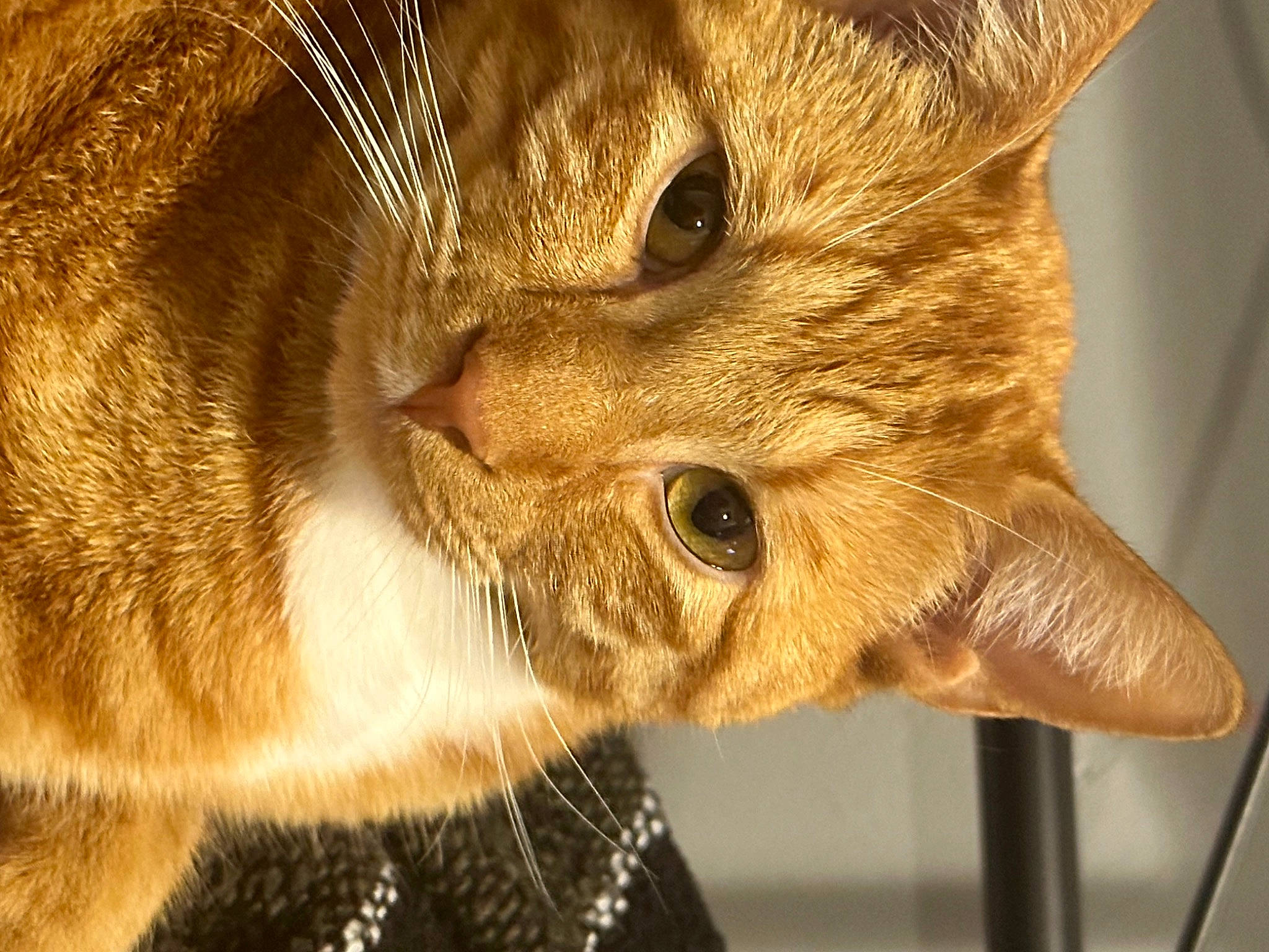 Akasha is registered to the contest to win money with this photo: carnivore, cat, cat_supply, claw, close_up, domestic_short_haired_cat, ear, fawn, felidae, fur, macro_photography, small_to_medium_sized_cats, snout, tail, terrestrial_animal, whiskers, wildlife, wood