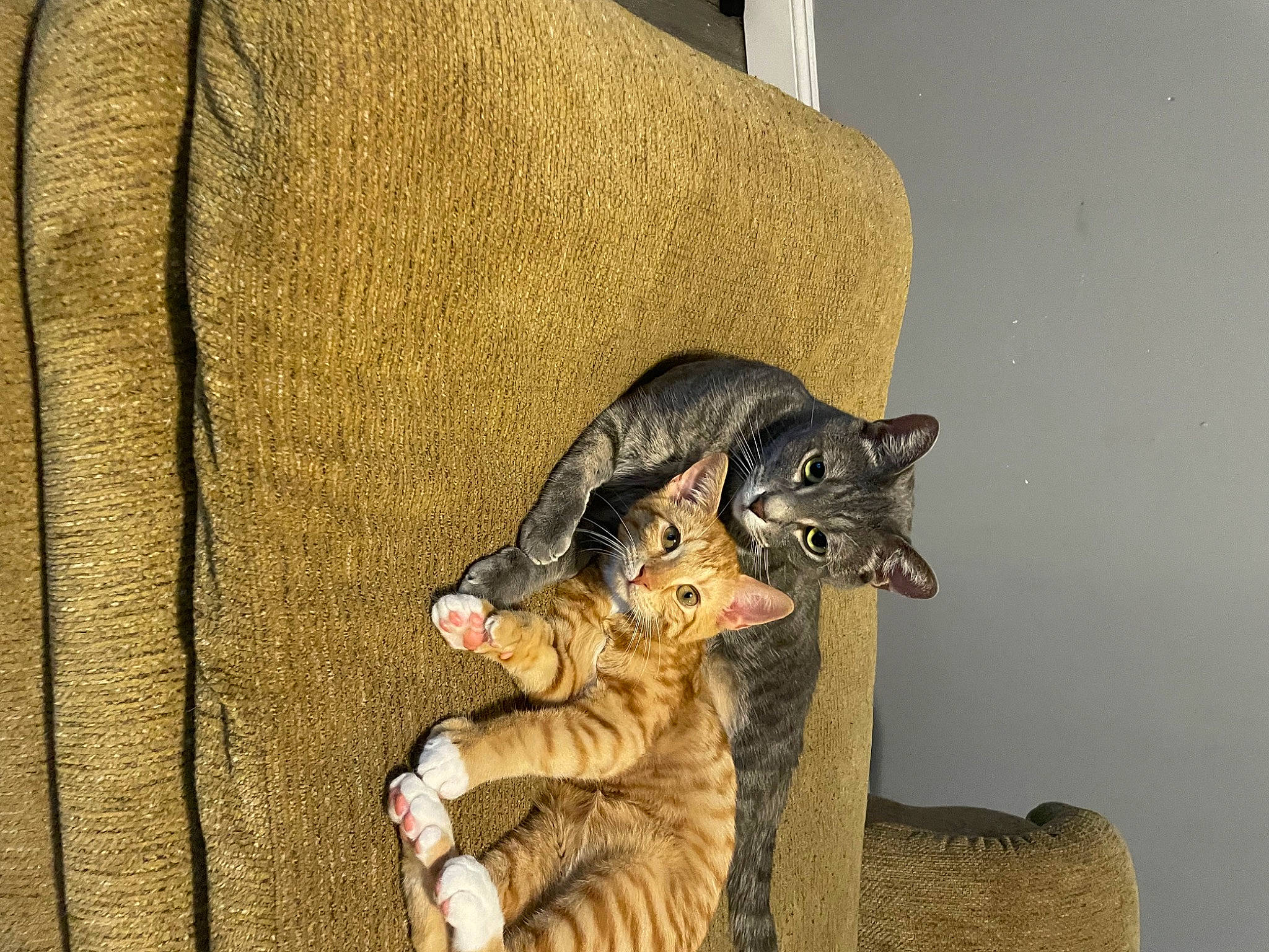 Tame is registered to the contest to win money with this photo: carnivore, cat, claw, comfort, domestic_short_haired_cat, fawn, felidae, fur, mammal, paw, sitting, small_to_medium_sized_cats, snout, tail, terrestrial_animal, whiskers, wildlife, wood