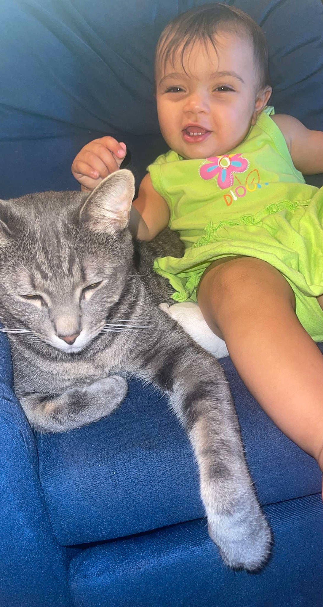 Tame joined the competition — help win amazing prizes! baby_toddler_clothing, carnivore, cat, comfort, dress, eye, facial_expression, felidae, gesture, grass, grey, happy, head, iris, lap, organ, skin, small_to_medium_sized_cats, toddler, whiskers